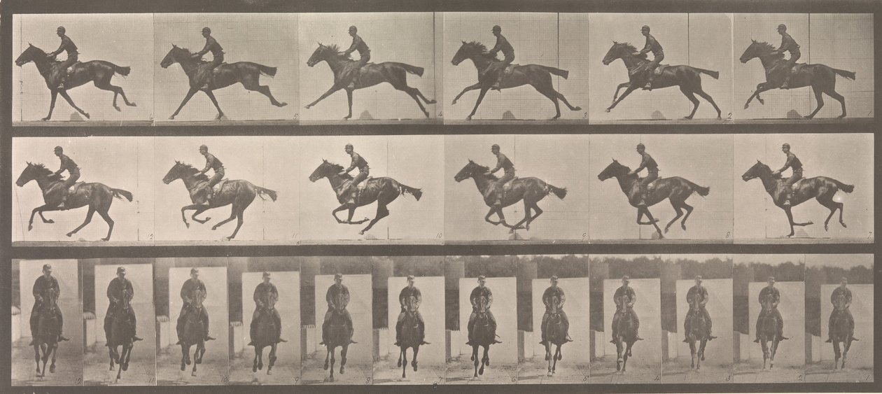 [Häst och ryttare galopperande], 1883-86, tryckt 1887. av Eadweard Muybridge