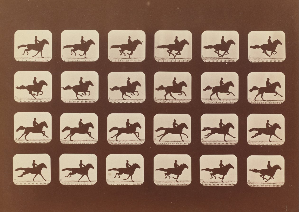 Hästar. Löpning. Phyrne L. nr 40, 1879. av Eadweard Muybridge