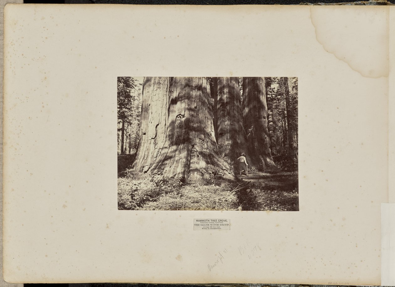Mammoth Tree Grove, Calaveras County, Kalifornien. Häxgruppen från Salem. I genomsnitt 300 meter högt, 65 meter i omkrets av Eadweard J. Muybridge