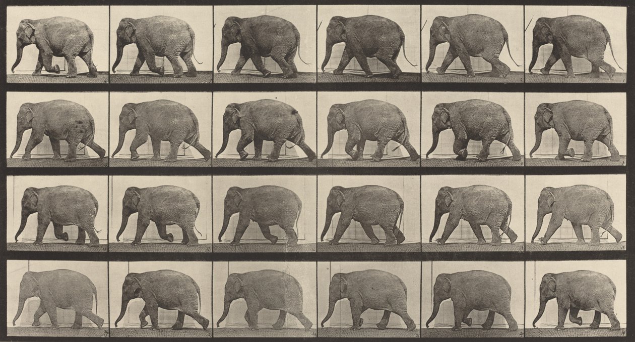 Plåt nummer 733. Elefantvandring, 1887. av Eadweard Muybridge