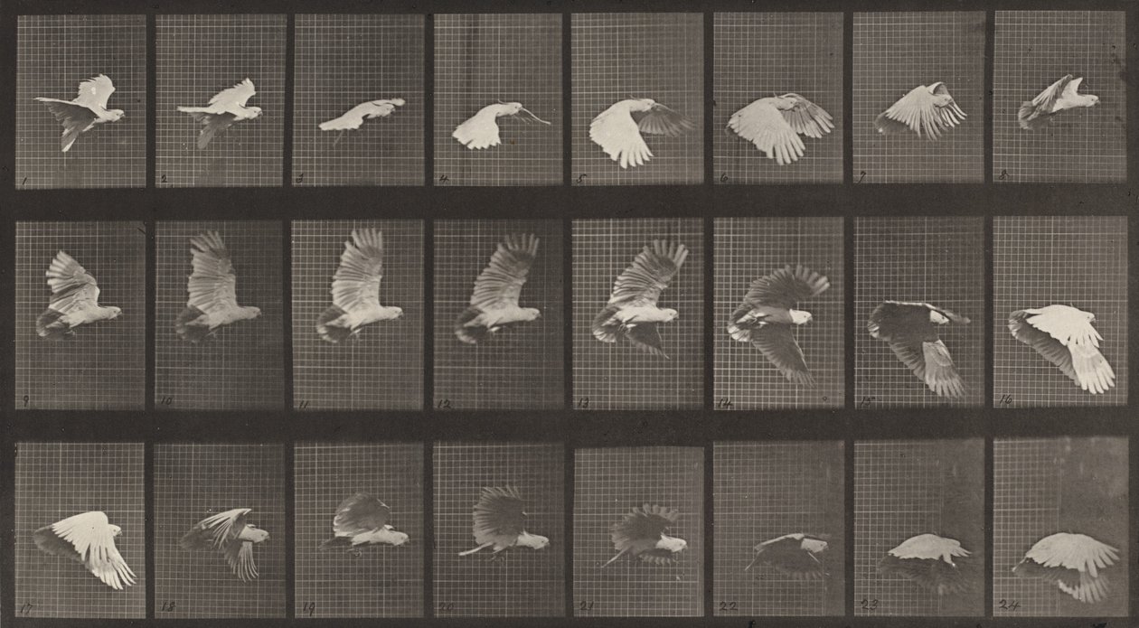 Plåt nummer 758. Kakaduaflygande, 1887. av Eadweard Muybridge
