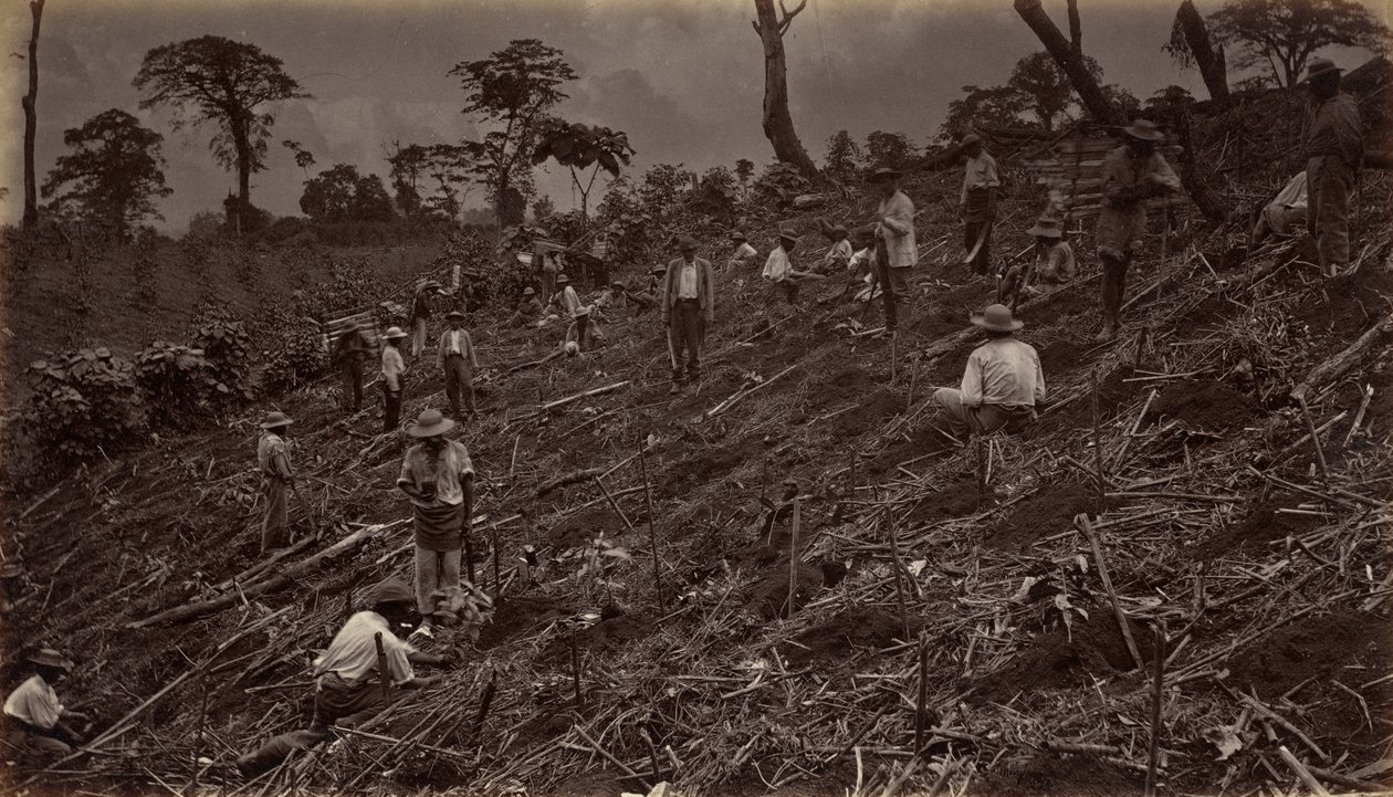 Att bygga ut en kaffeplantage i Antigua de Guatemala, 1875, publicerad 1877. av Eadweard Muybridge
