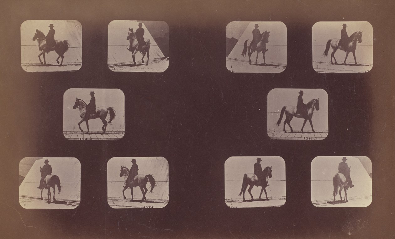 Studier av förkortningar. Hästar. Gående. Mahomet. nr 119-120, 1879. av Eadweard Muybridge