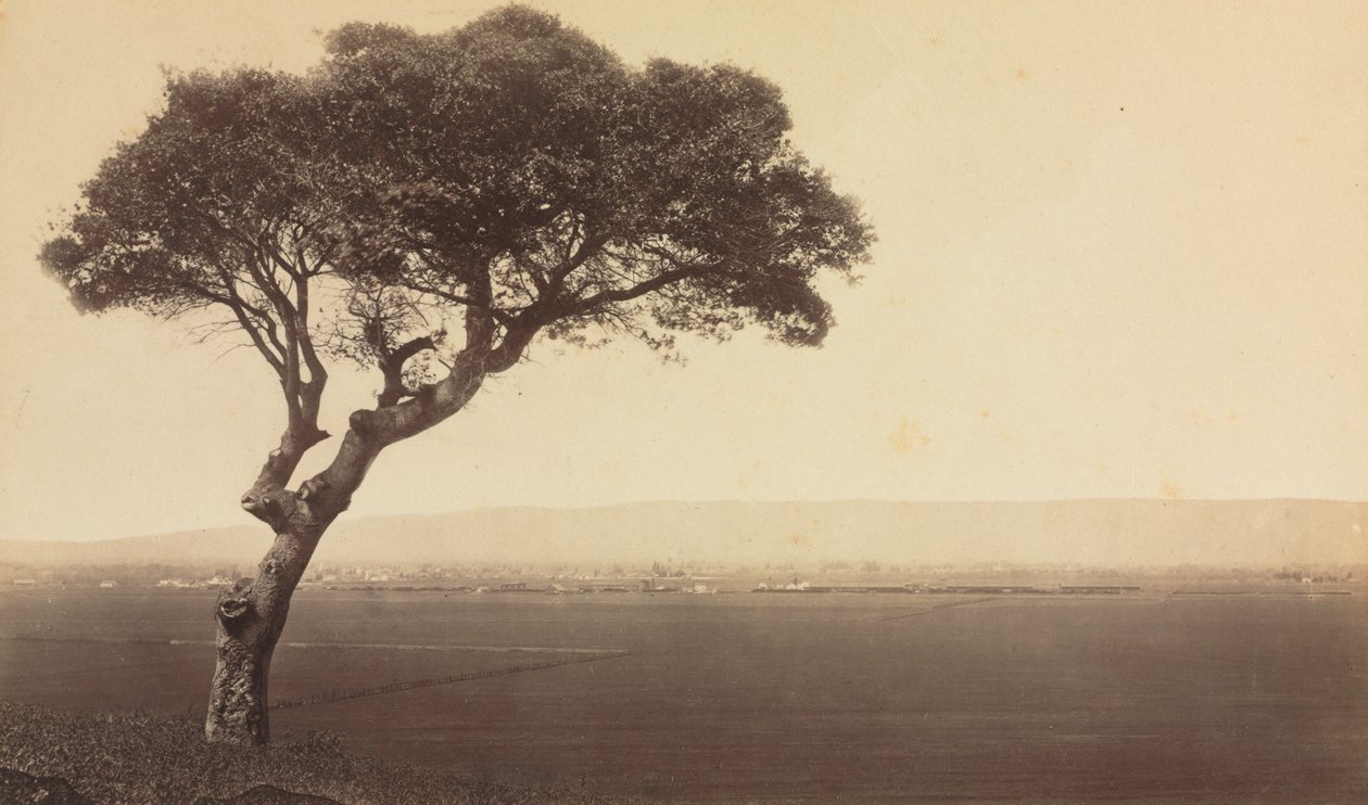 Untitled Landscape near Watsonville, California, ca. 1879. av Eadweard Muybridge