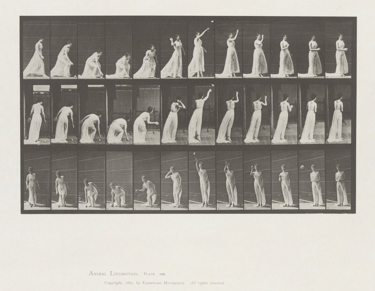 Djurrörelse, skylt 305 av Eadweard Muybridge