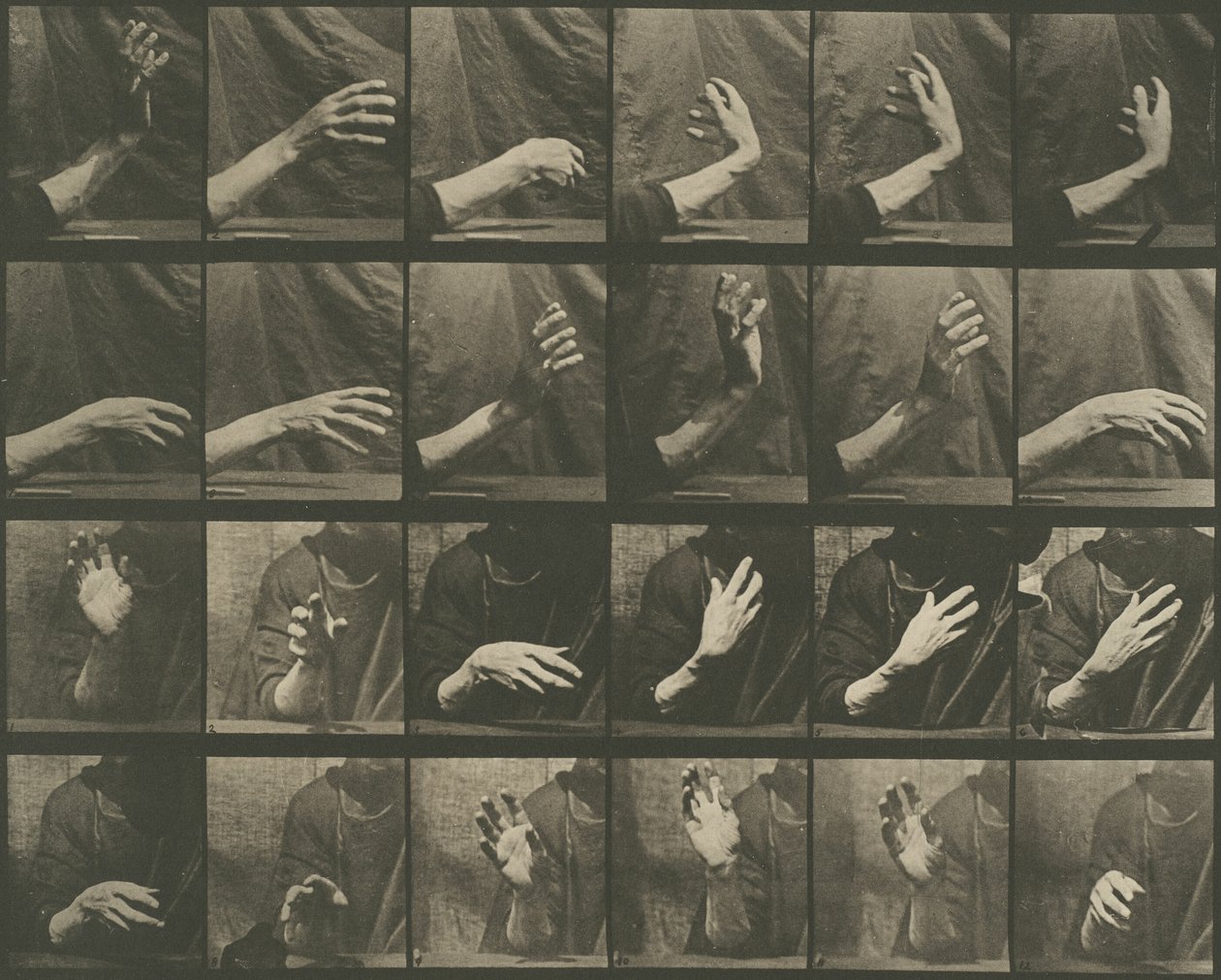 Djurens förflyttning, plansch 535 av Eadweard Muybridge