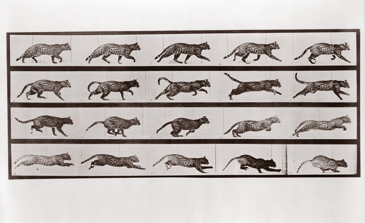 Cat Trav och galopp, Tallrik 717 från Animal Locomotion, 1887 av Eadweard Muybridge