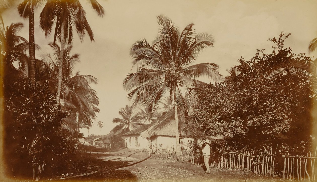 Kakaopalm - Retalhuleu, Guatemala av Eadweard Muybridge