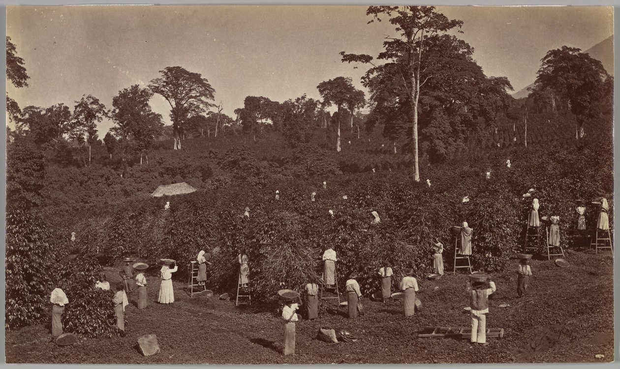 Kaffeskörd, Las Nubes – Guatemala av Eadweard Muybridge