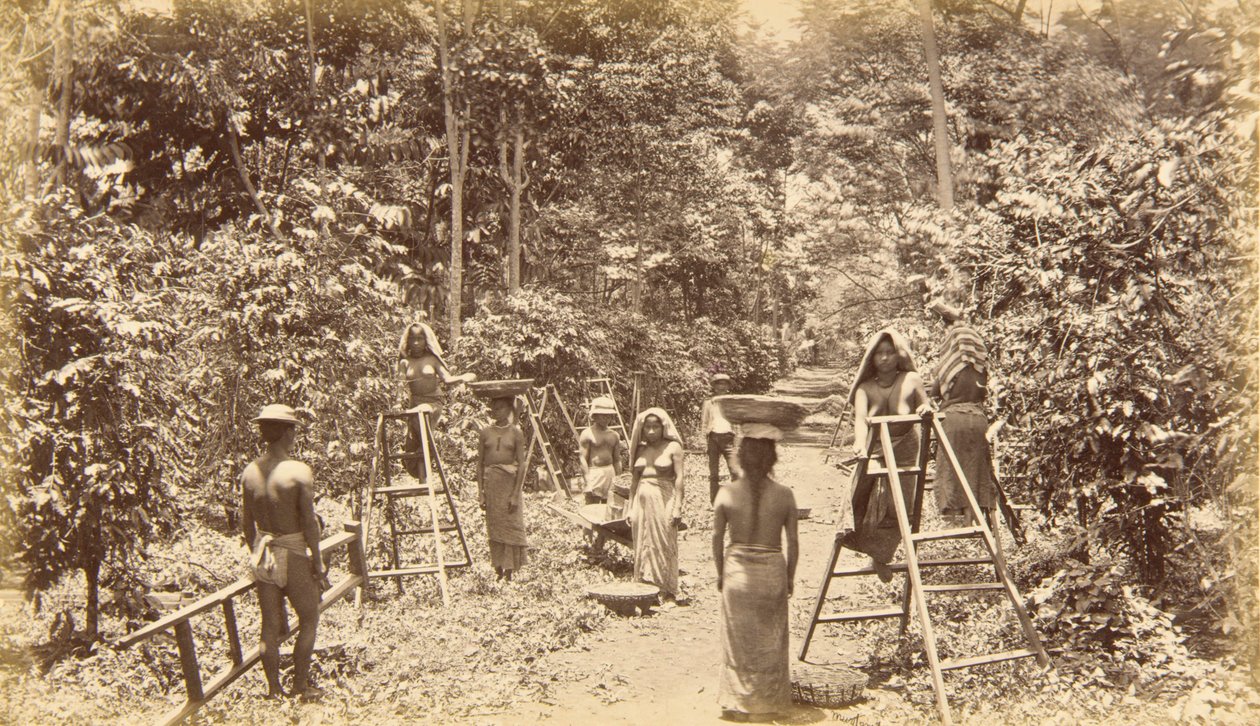 Kaffeskörd i San Isidro - höjd 1000 fot, Guatemala av Eadweard Muybridge