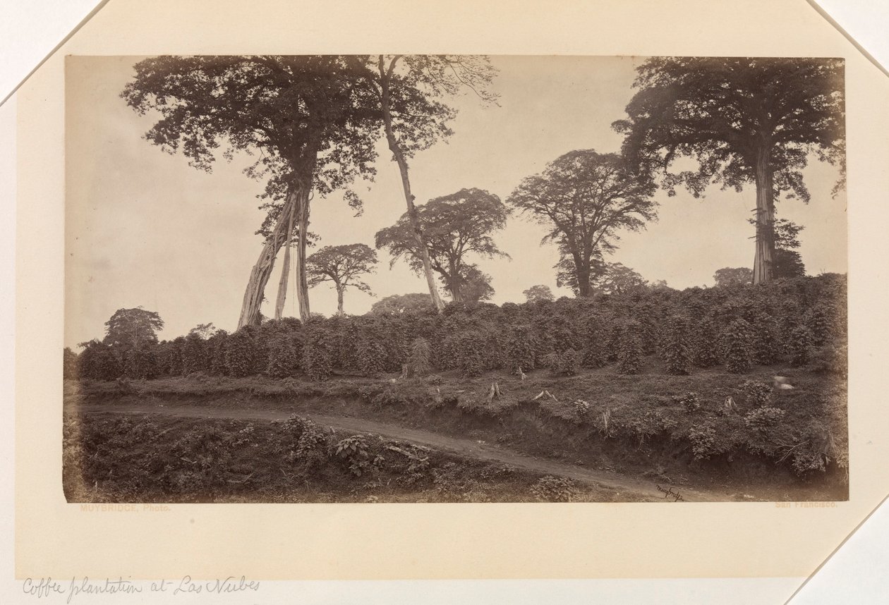 Kaffeplantage vid Las Nubes, Guatemala av Eadweard Muybridge