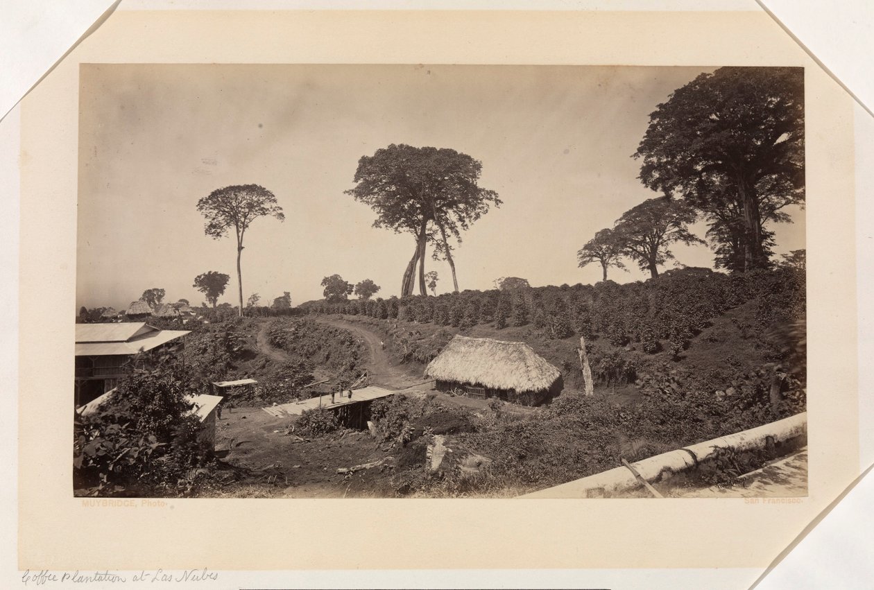 Kaffeplantage vid Las Nubes, Guatemala av Eadweard Muybridge