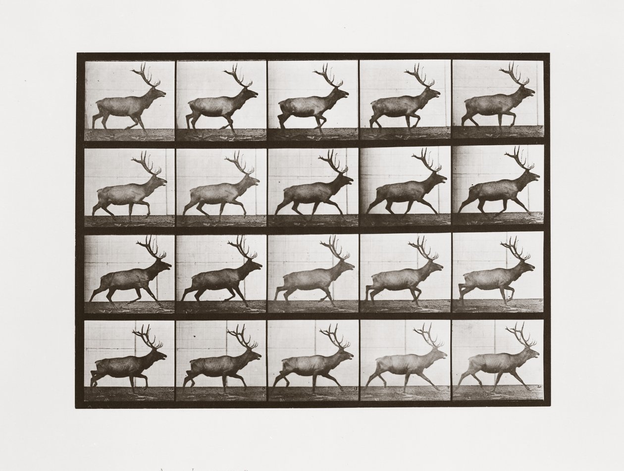 Älg, skylt 692 från Animal Locomotion, 1887 av Eadweard Muybridge