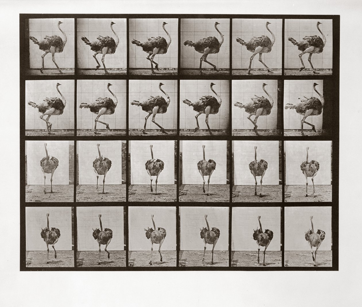 Strutslöpning, skylt 772 från Animal Locomotion, 1887 av Eadweard Muybridge