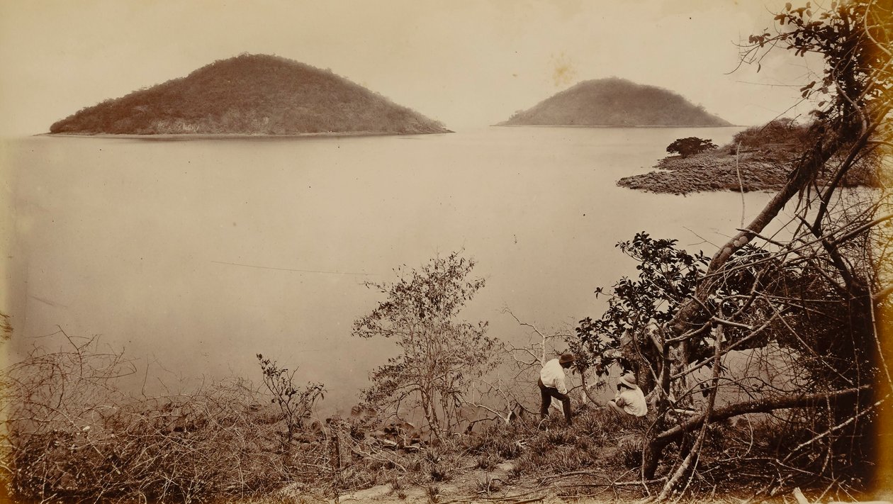 Perico och Flamenco - från ön Naos, Panama av Eadweard Muybridge