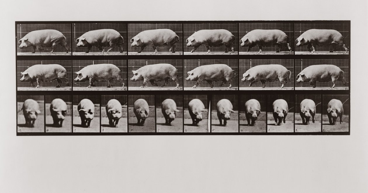 Grisvandring, skylt 673 från Animal Locomotion, 1887 av Eadweard Muybridge