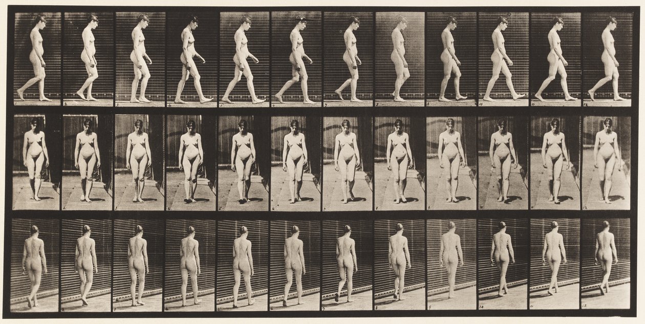 Plansch 13. Vandring, 1872-1885 av Eadweard Muybridge