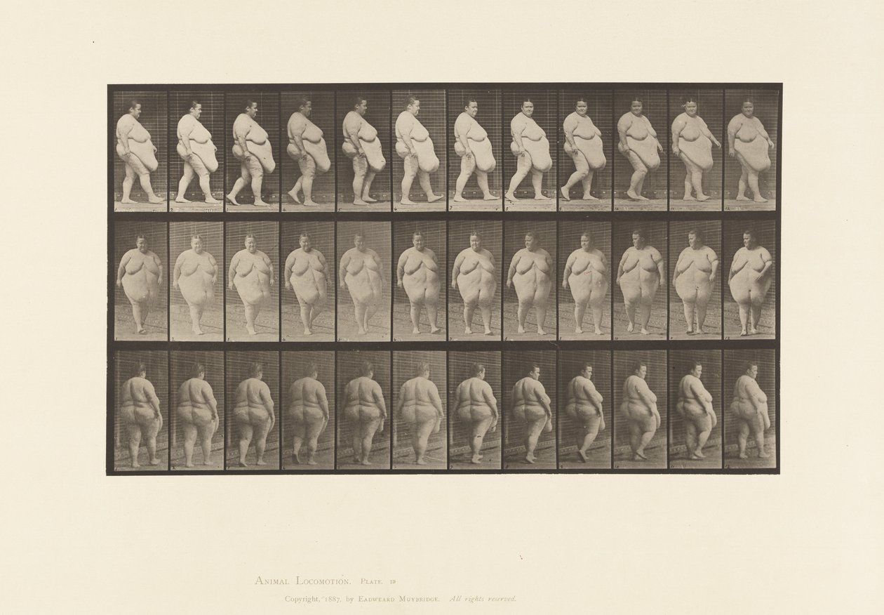 Plåt 19. Går, börjar vända av Eadweard Muybridge