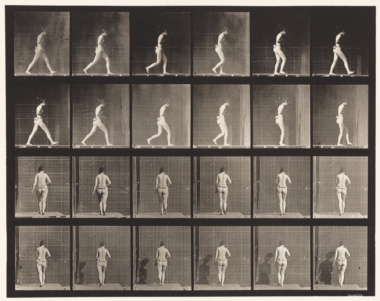 Plåt 20. Går, höger armbåge böjd av Eadweard Muybridge