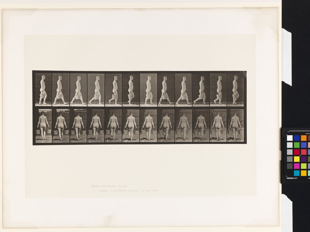 Tavla 30. Går, bär en hink med vatten i varje hand av Eadweard Muybridge