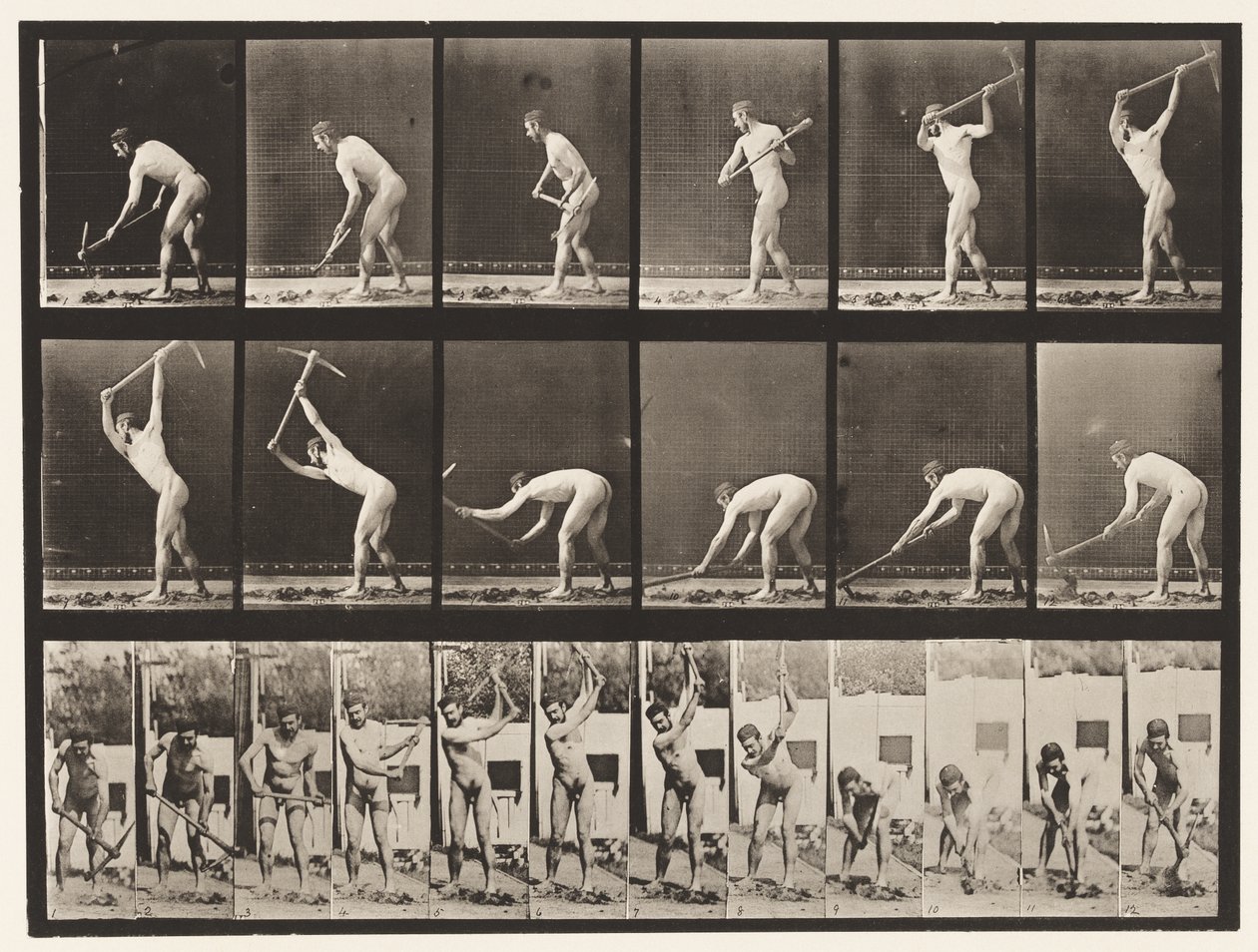 Plåt 385. Bonde, med plockning, 1872-1885 av Eadweard Muybridge