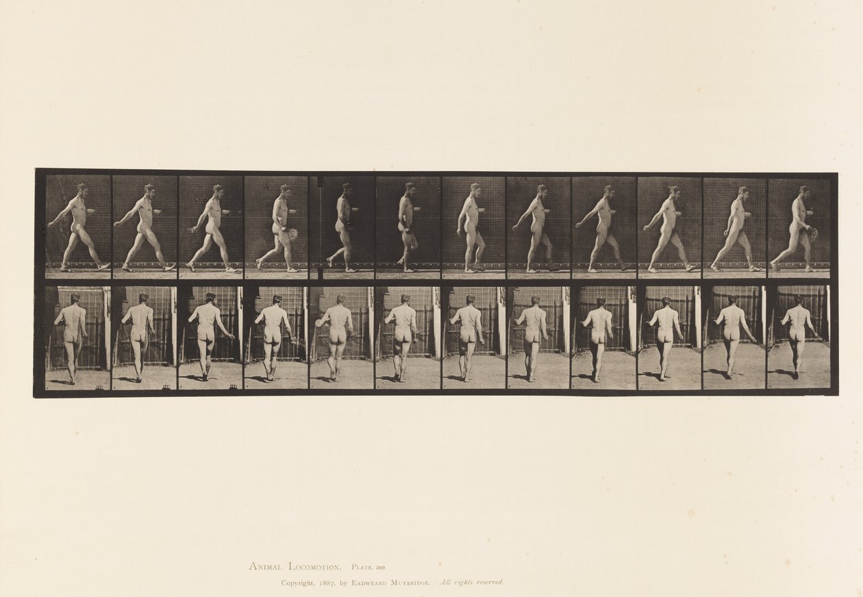 Tavla 389. Bonde, spridningsfrö, 1872-1885 av Eadweard Muybridge
