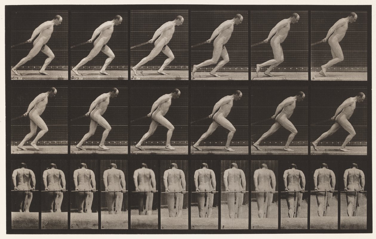 Tavla 392. Drag en trädgårdsrulle, 1872-1885 av Eadweard Muybridge