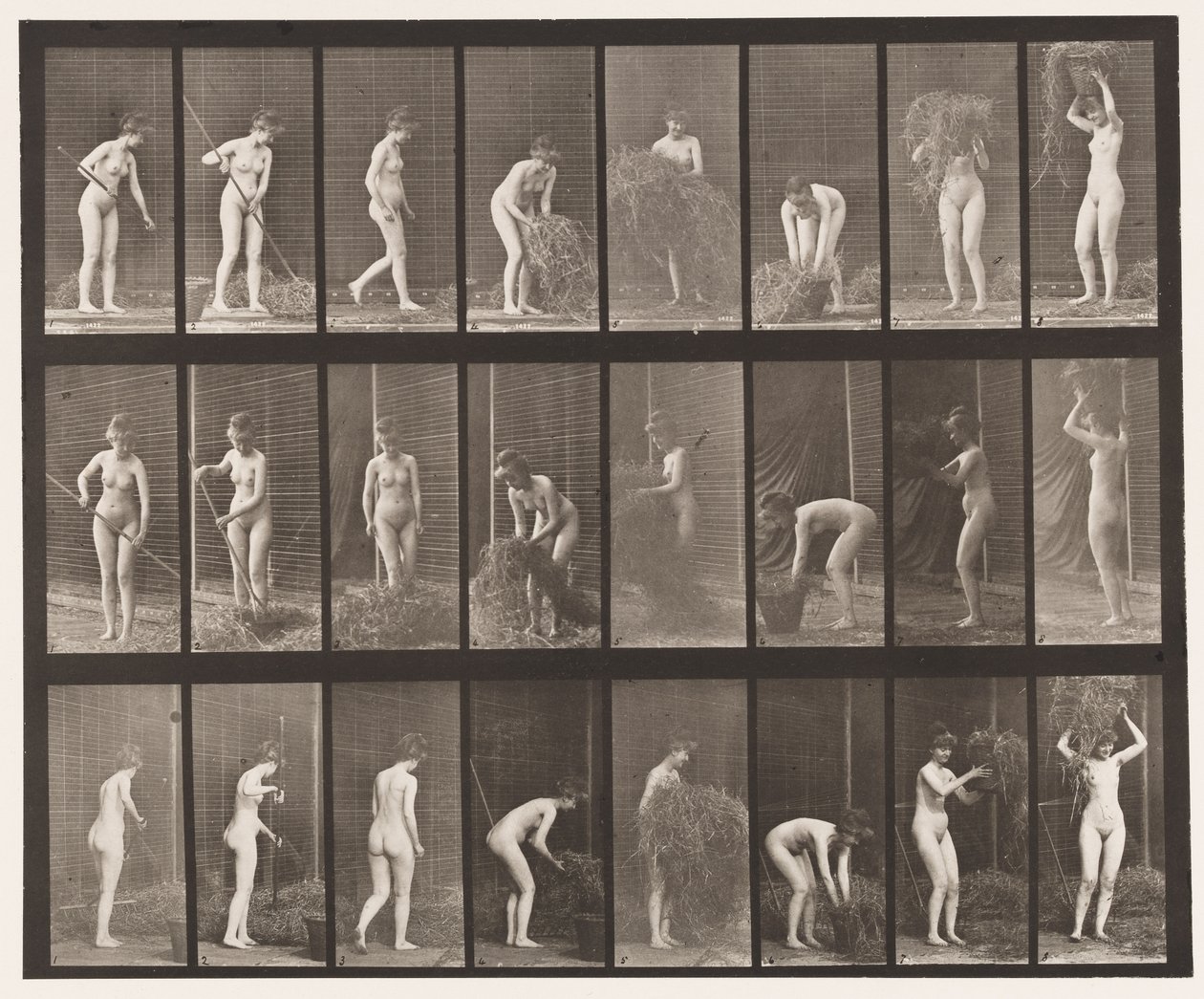 Plåt 499. Kratta och packa hö, 1872-1885 av Eadweard Muybridge