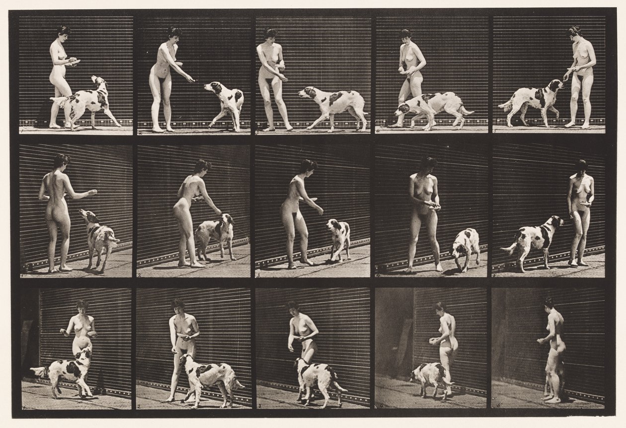 Tallrik 514. Mata en hund av Eadweard Muybridge