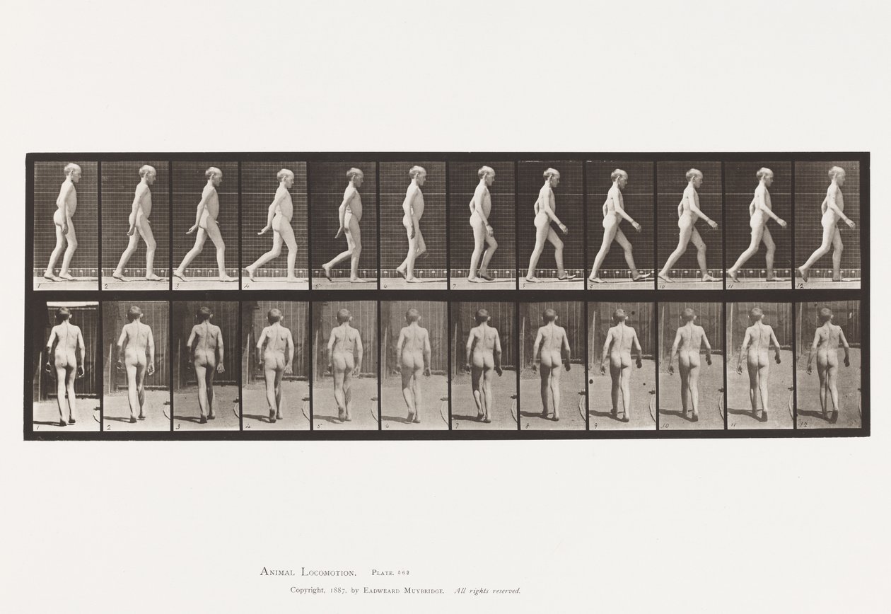 Plåt 562. Ryggradens laterala krökning; Gående av Eadweard Muybridge