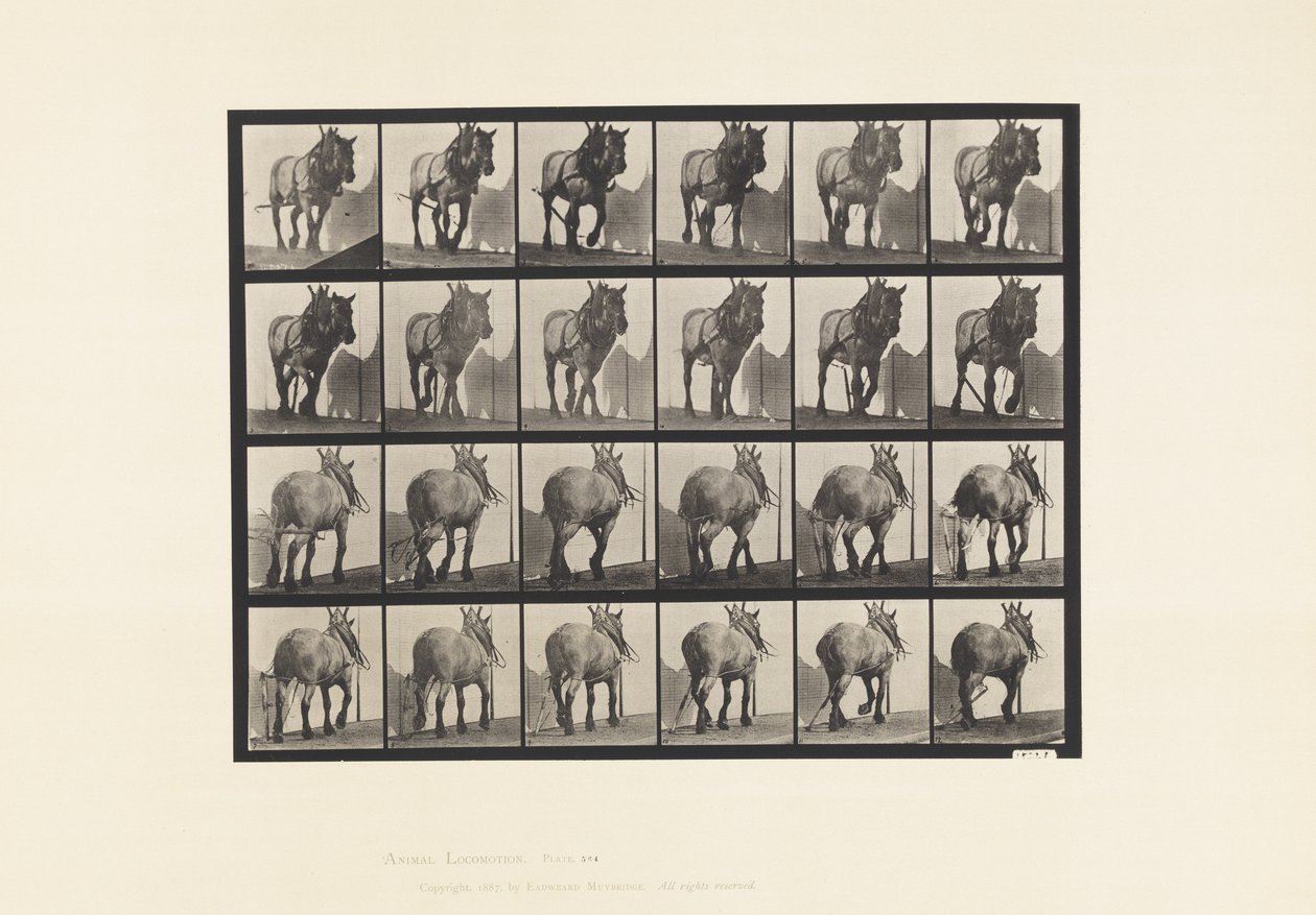 Plåt 564.Hulning; Bruten timmerkedja; mörkgrå belgisk häst Dusel av Eadweard Muybridge