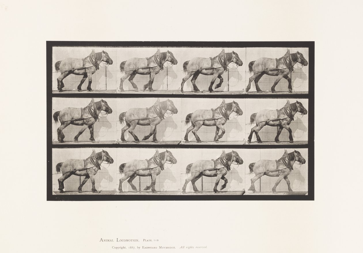 Tavla 565.Hauling;Mörkgrå belgisk häst Dusel av Eadweard Muybridge