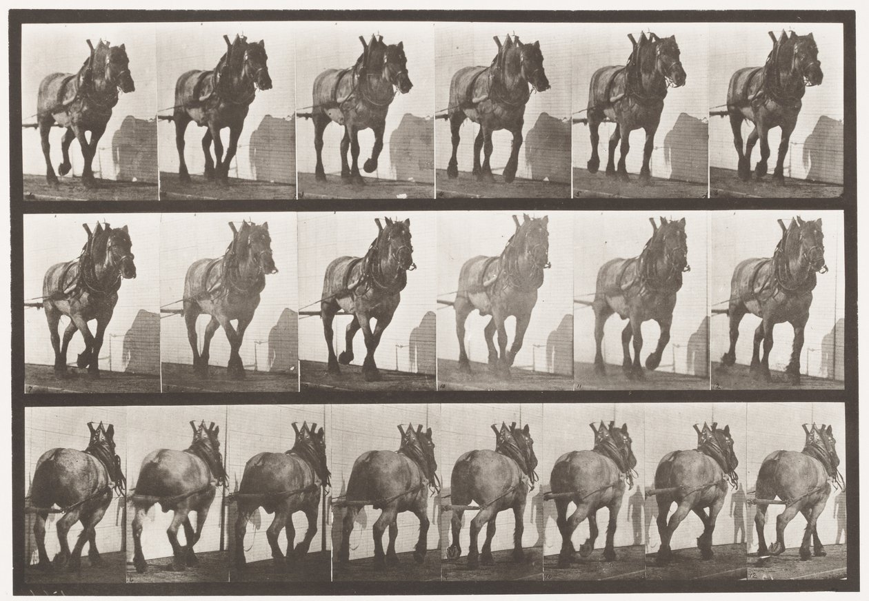 Skylt 566.Hauling;Mörkgrå belgisk häst Dusel, 1885 av Eadweard Muybridge