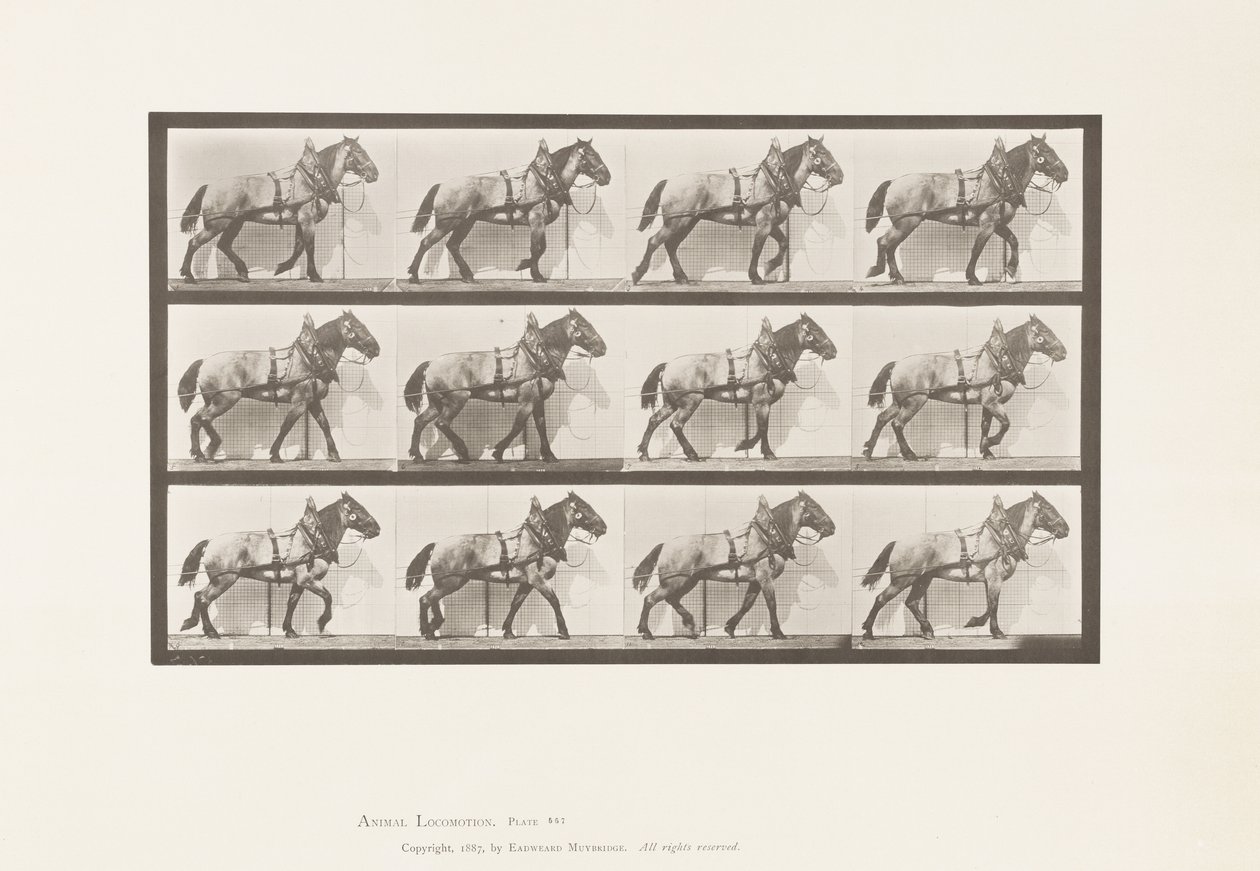 Skylt 567.Hauling;Dark-Gray Belgian Horse Billy, 1885 av Eadweard Muybridge
