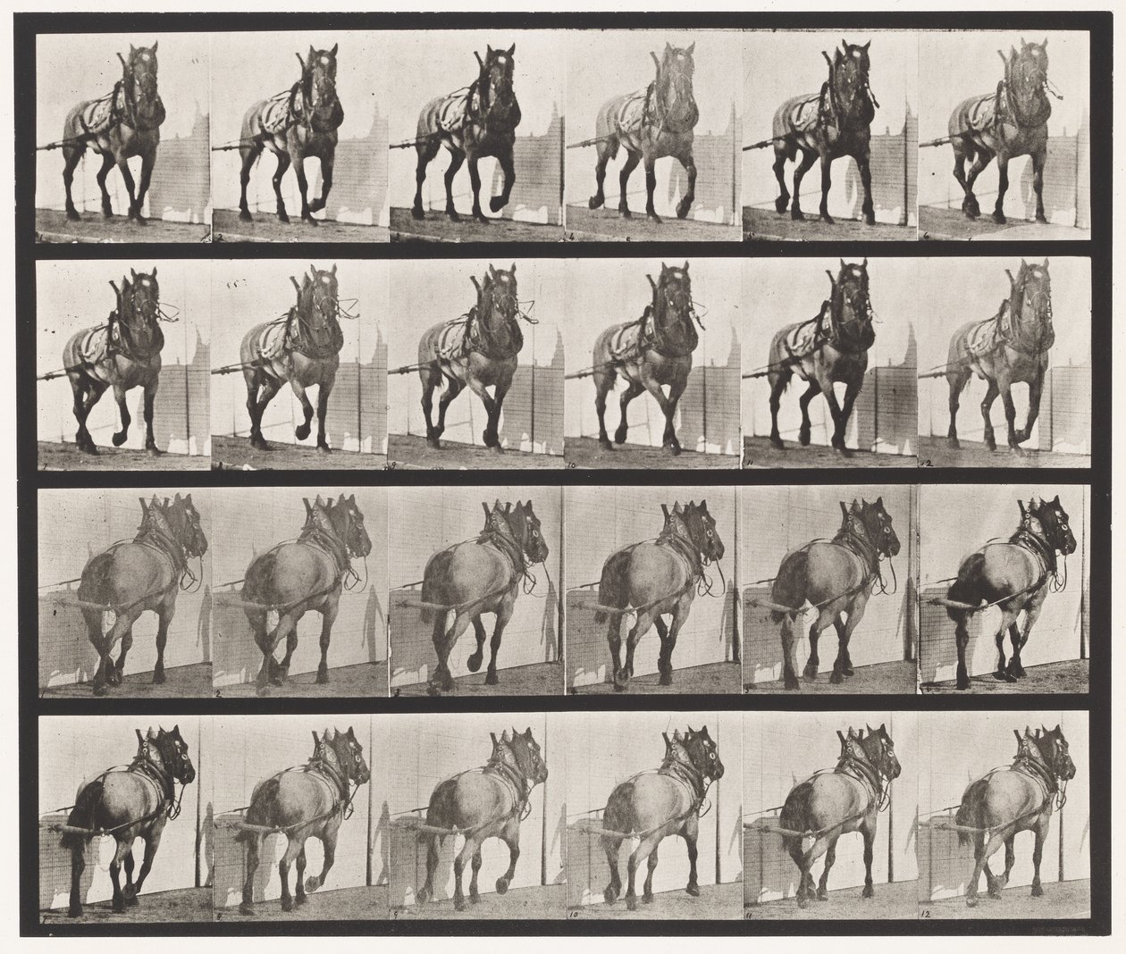 Tavla 568. Hauling;Mörkgrå belgisk häst Billy av Eadweard Muybridge