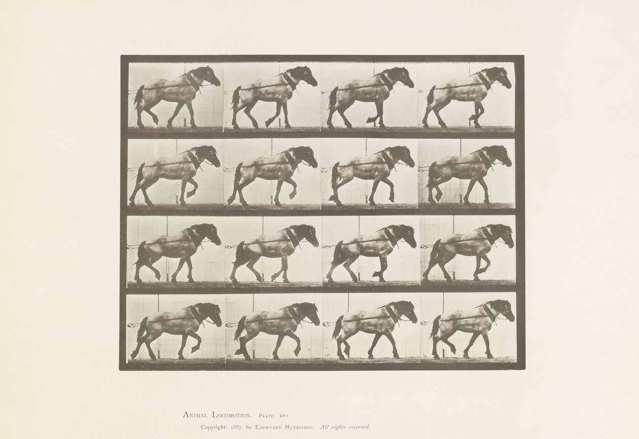 Skylt 569.Hauling;Dark-Gray Belgian Horse Hansel, 1885 av Eadweard Muybridge