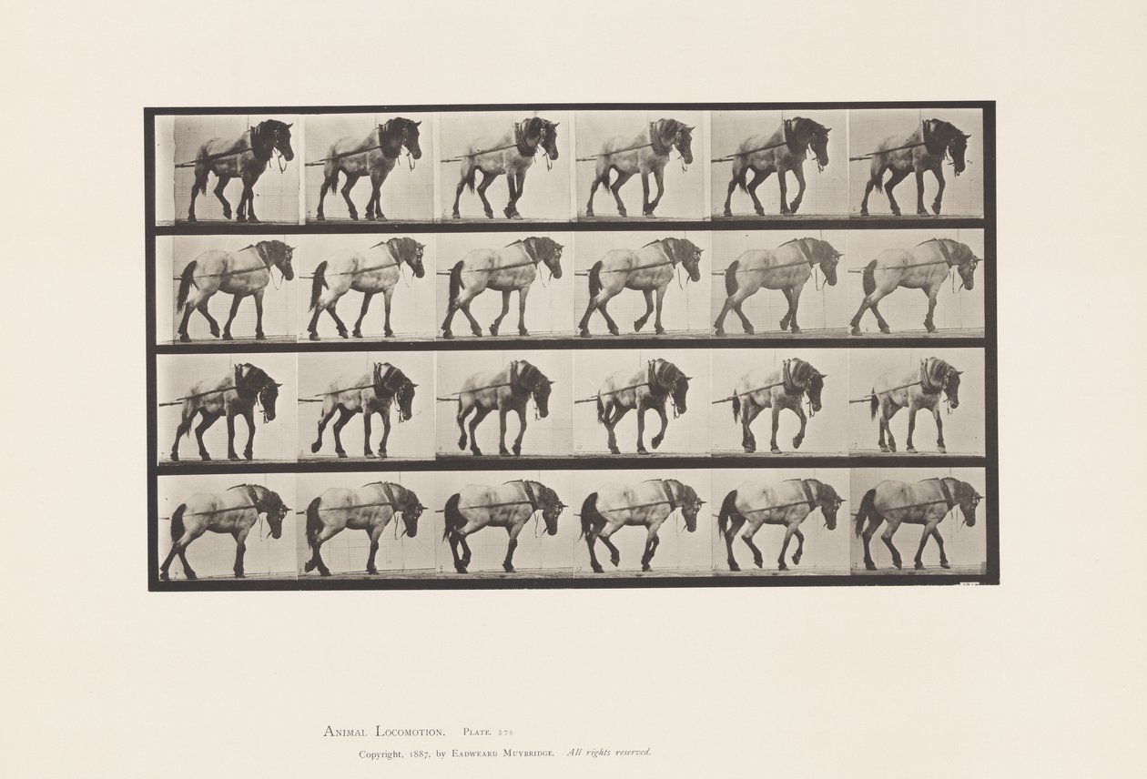 Skylt 570.Hauling;Dark-Gray Belgian Horse Hansel, 1885 av Eadweard Muybridge