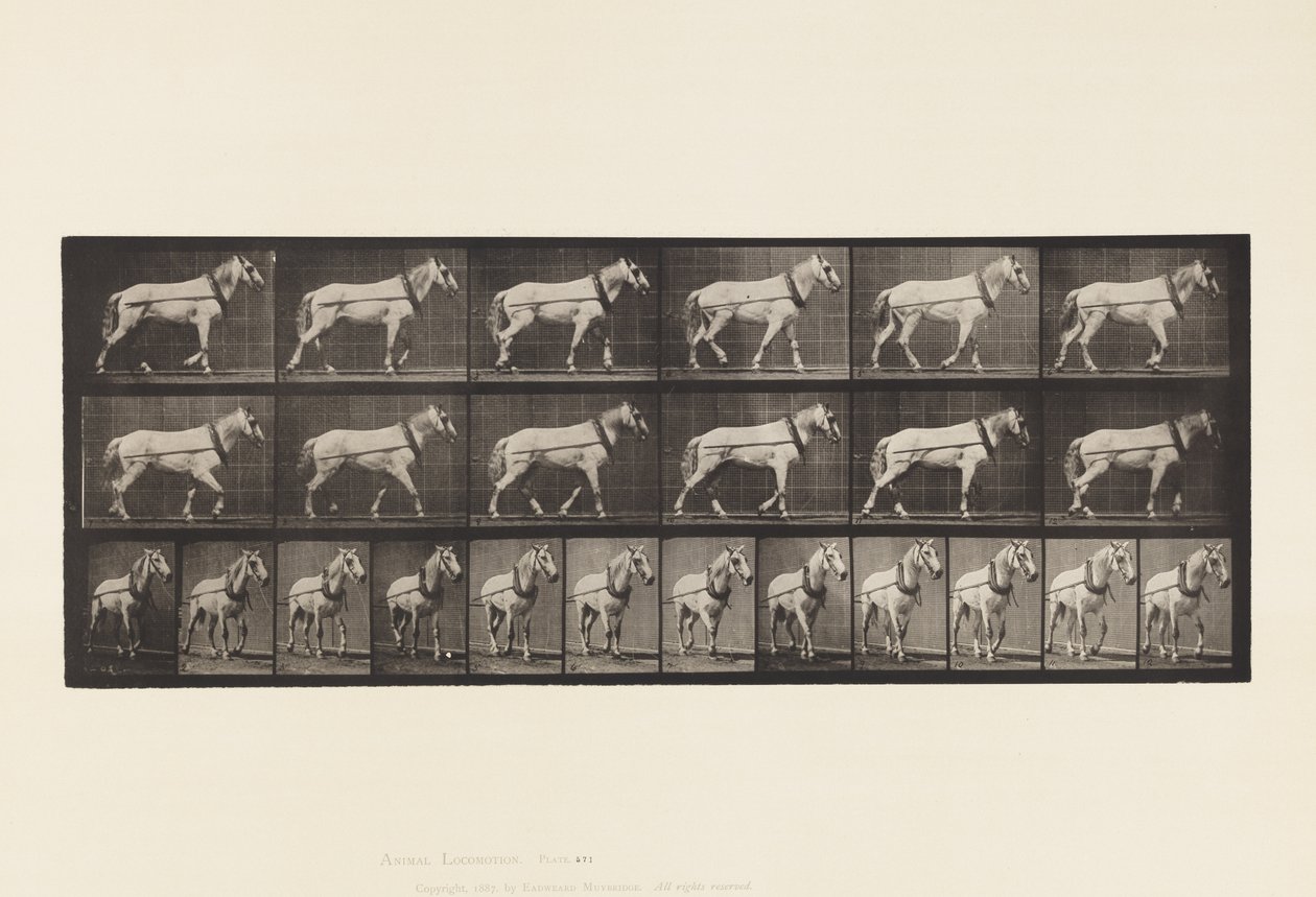 Skylt 571.Hauling;Ljusgrå Mare Johnson, 1885 av Eadweard Muybridge