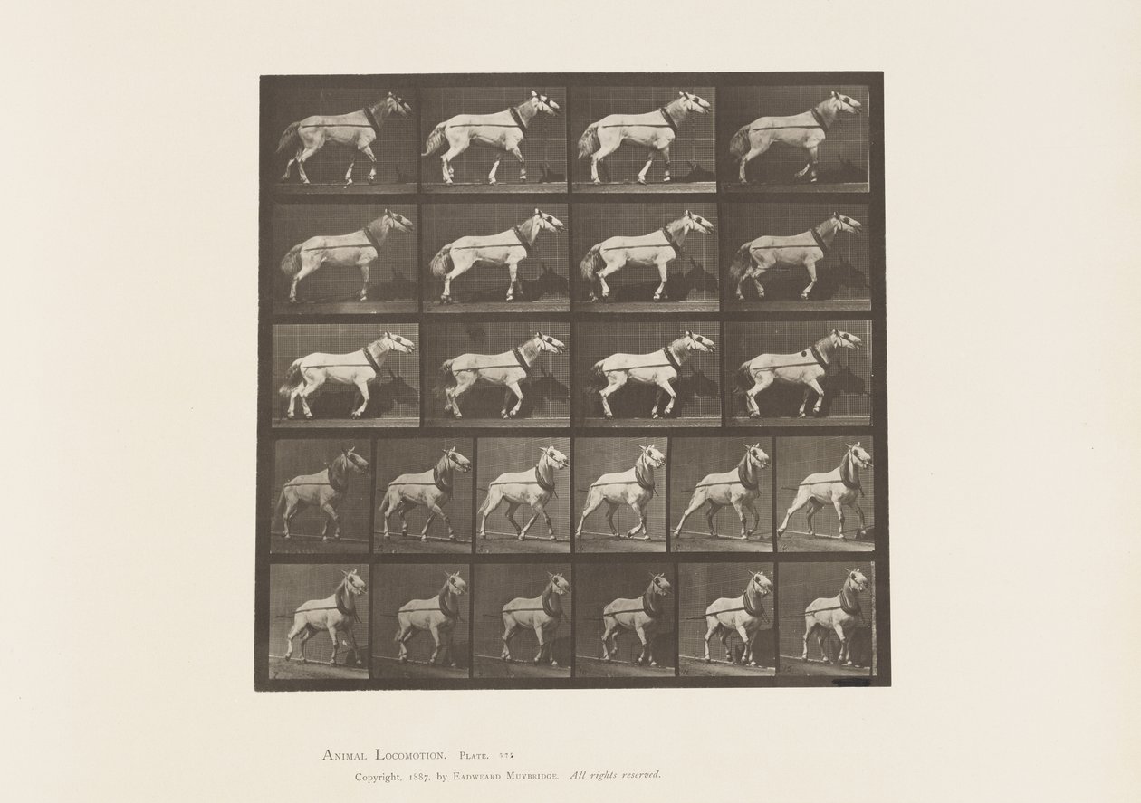 Plåt 572.Hulning; Huvudet dras; Ljusgrå sto, 1885 av Eadweard Muybridge