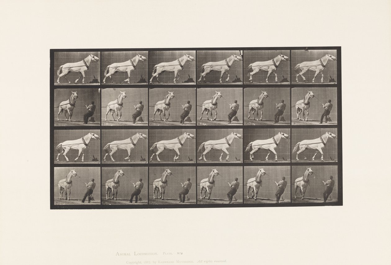 Plåt 573. Dragning; Man som drar i huvudet; Ljusgrå sto, 1885 av Eadweard Muybridge