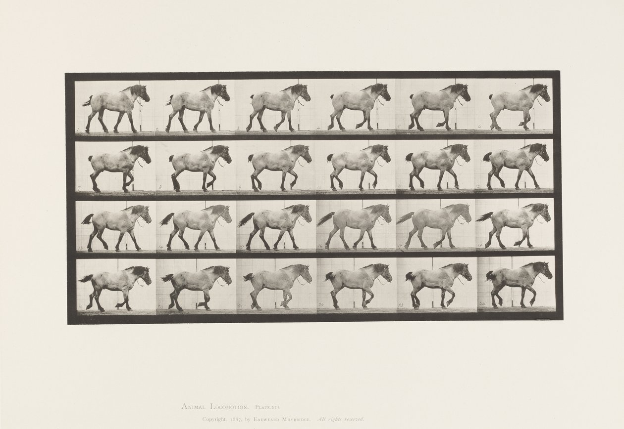 Tallrik 574.Gående; Fri; Mörkgrå belgisk häst Hansel, 1885 av Eadweard Muybridge
