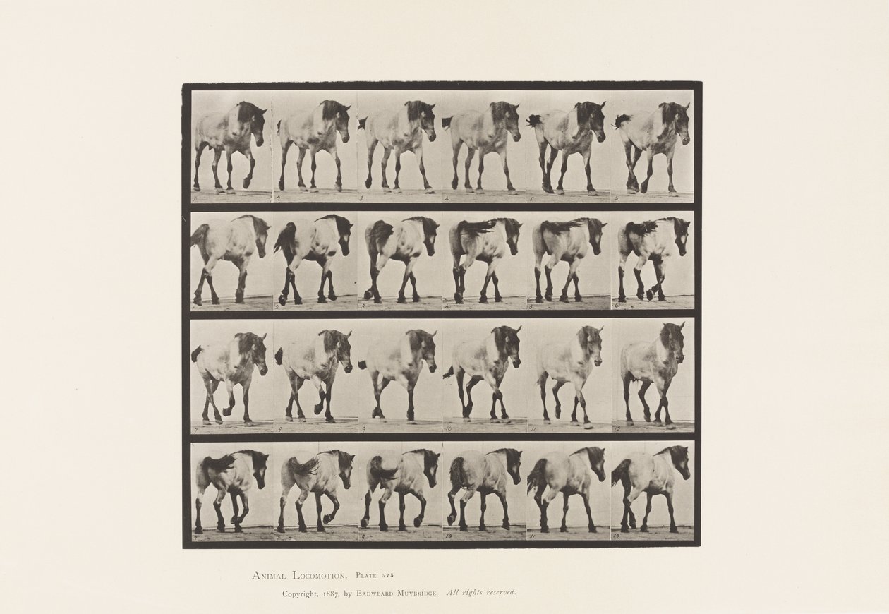 Tallrik 575.Gående; Fri; Mörkgrå belgisk häst Hansel, 1885 av Eadweard Muybridge