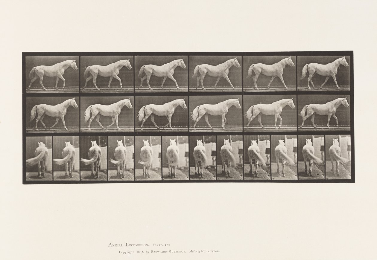 Tavla 576. Gående; Fri; Ljusgrå hästörn av Eadweard Muybridge
