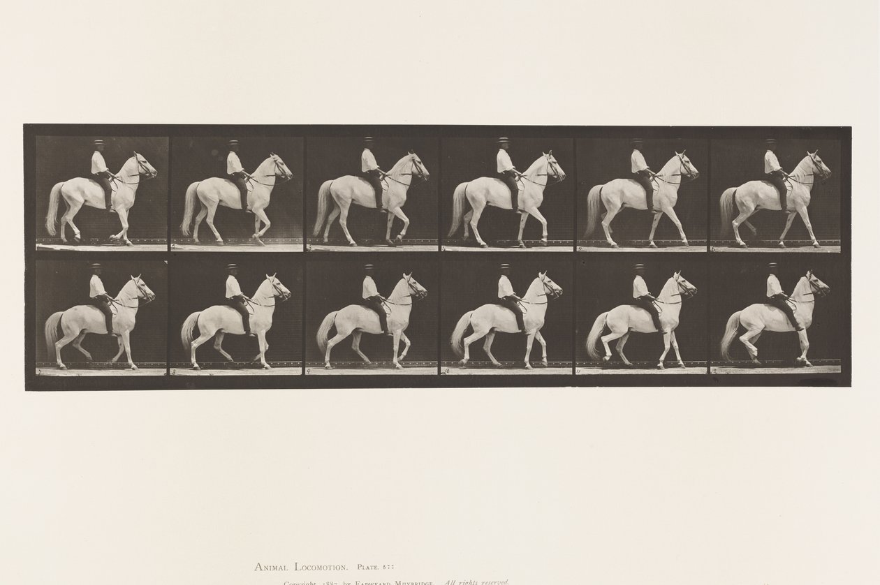 Tallrik 577.Gående; Sadel; Oregelbunden; White Horse Clinton, 1885 av Eadweard Muybridge