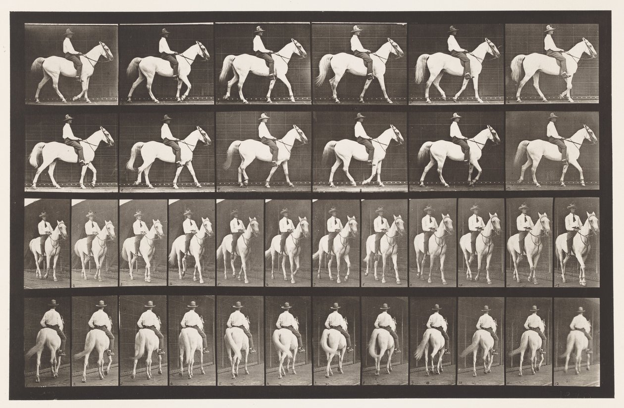 Tallrik 579.Gående; Sadel; White Horse Elberon, 1885 av Eadweard Muybridge
