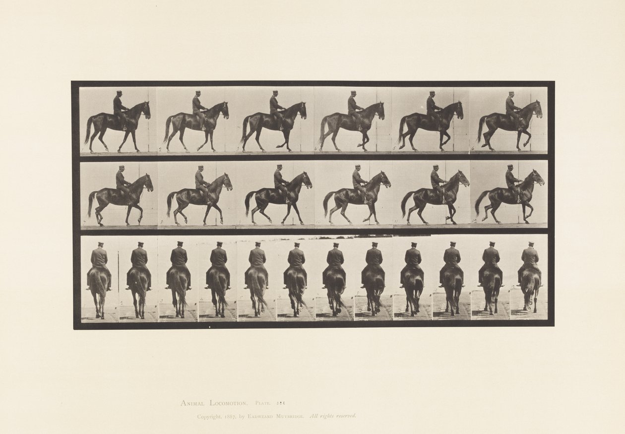 Tallrik 584.Gående; Sadel; Oregelbunden; Brown Mare Beauty, 1885 av Eadweard Muybridge