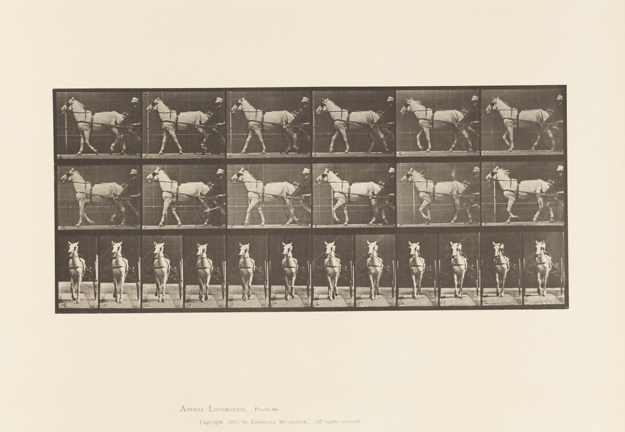 Tallrik 586.Gående; Sulky; Ljusgrå sto, Katydid, 1885 av Eadweard Muybridge