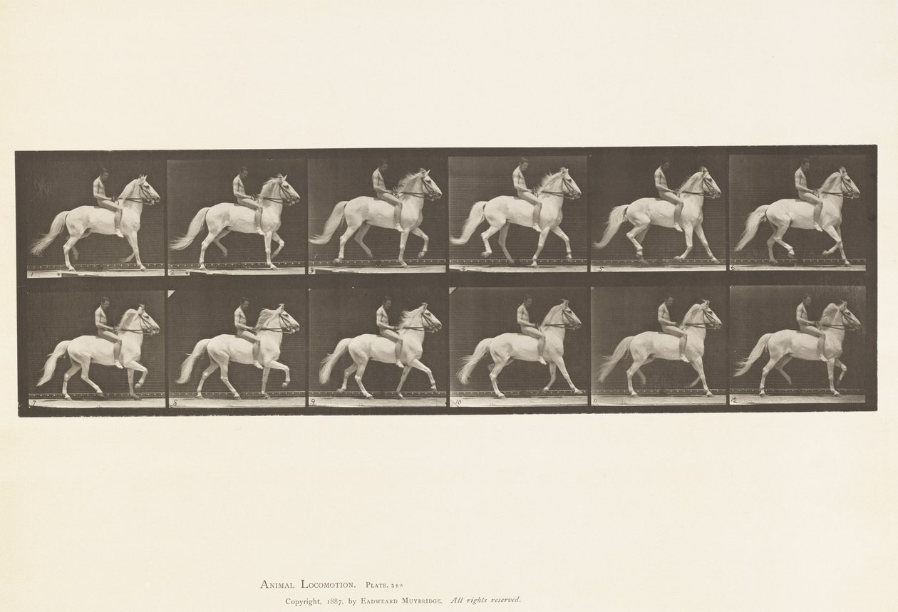 Plåt 590.Ambling av Eadweard Muybridge