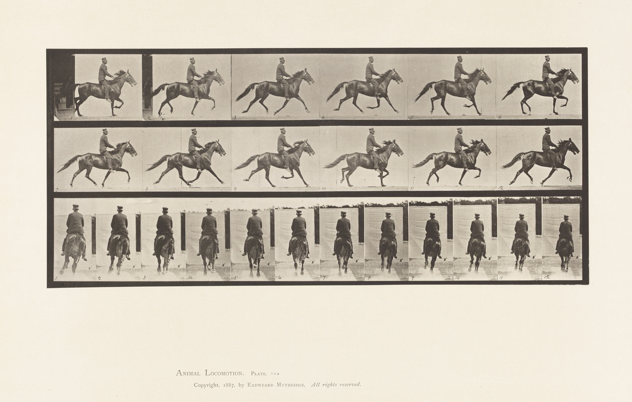 Plåt 592. Gungande (Pacing): Sadel; Brun häst Pronto av Eadweard Muybridge
