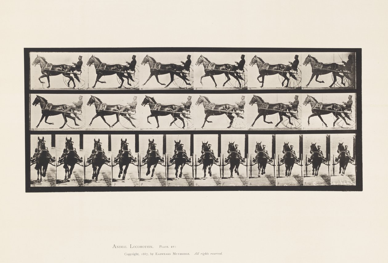 Tavla 595. Gungande (Pacing): Sulky; Brun häst Pronto av Eadweard Muybridge